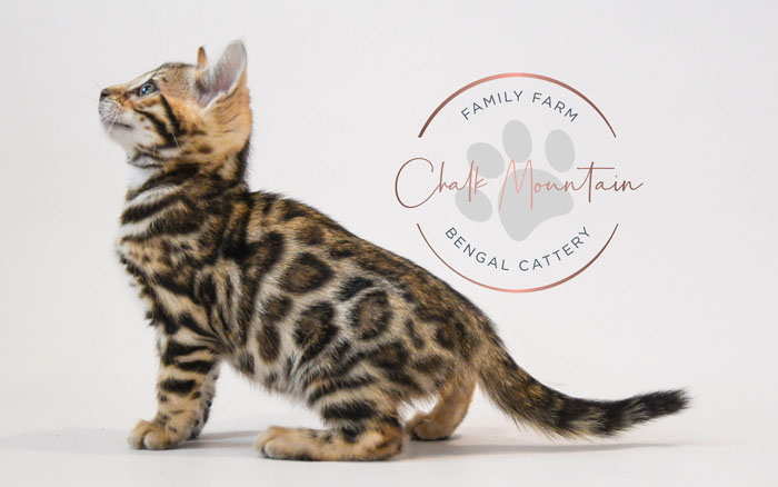 Bengal kitten for sale